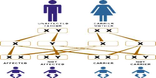 How Chromosomes Determine Sex?