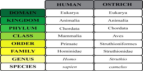 Taxonomic Classification