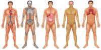 Co-ordination between Organs and Systems to keep the Body Fit