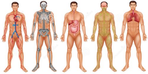 Co-ordination between Organs and Systems to keep the Body Fit