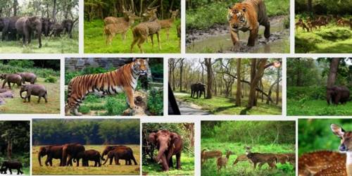 Wildlife Conservation in India - QS Study