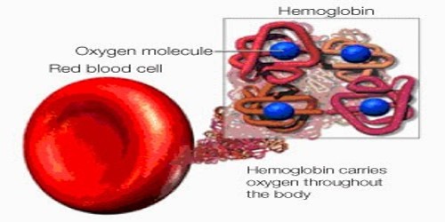 Amoxicillin himox price