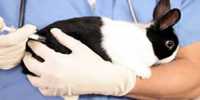 Cover Letter for Animal Scientist