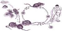 Orthohantavirus
