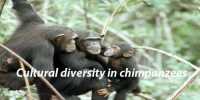 Cultural diversity in chimpanzees