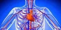 Researchers develop biodegradable electronic blood vessels