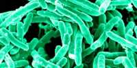WSU Scientists develop software to identify drug-resistant bacteria